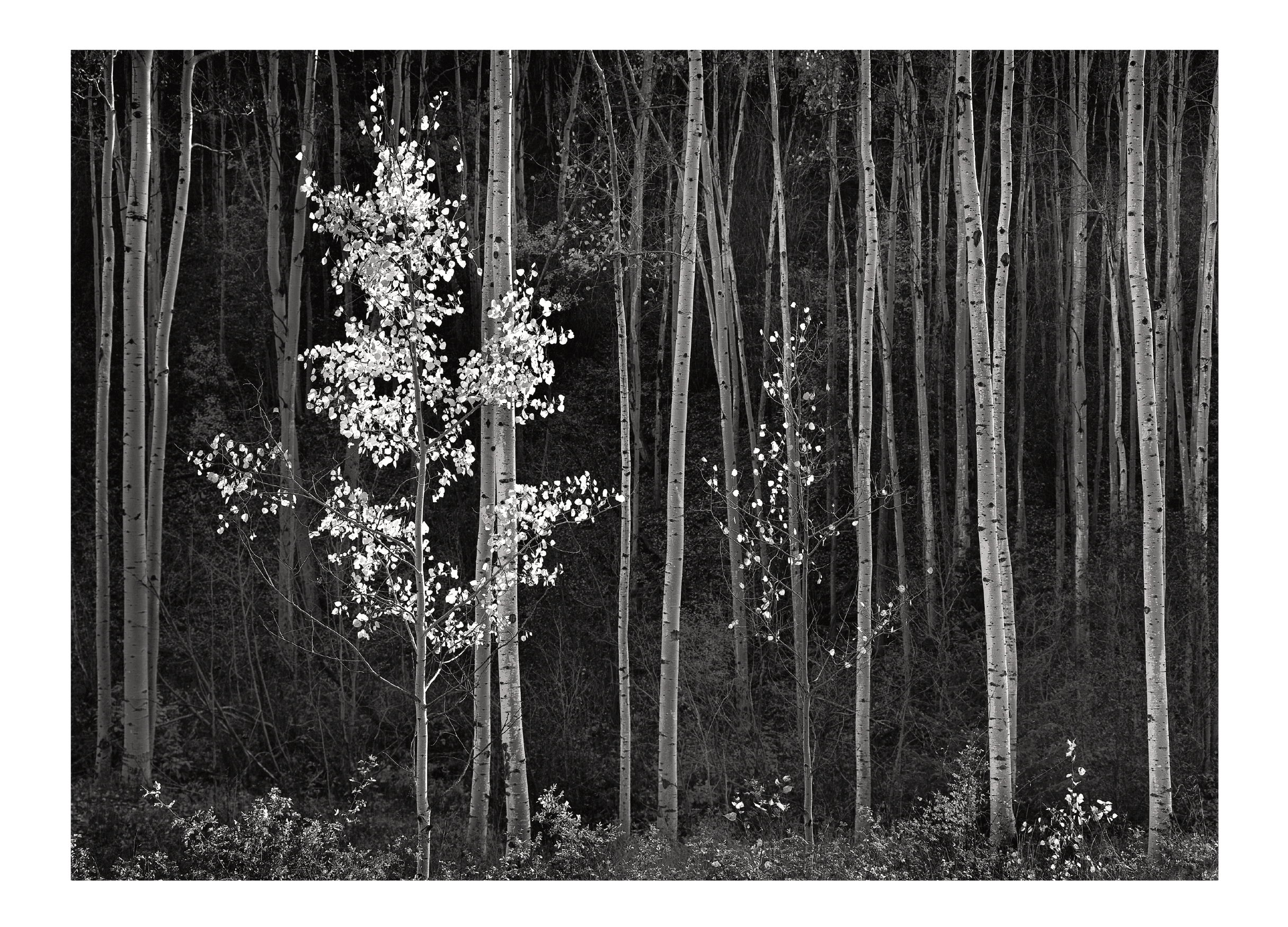 Palm Grove 1966/アンセル アダムス/ポスター Ansel Adams Palm Grove, 1966 Framed Art Print - Bed Bath