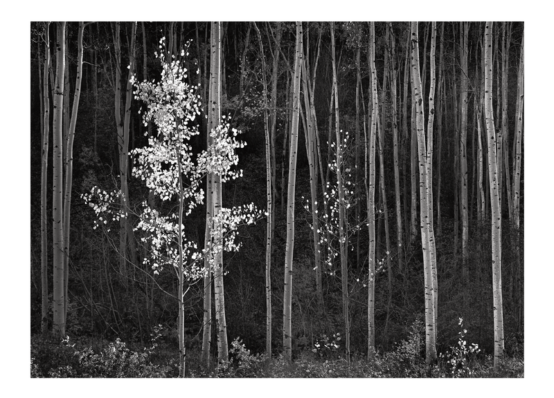 APSENS (HORIZONTAL) - ANSEL ADAMS NOTE CARD