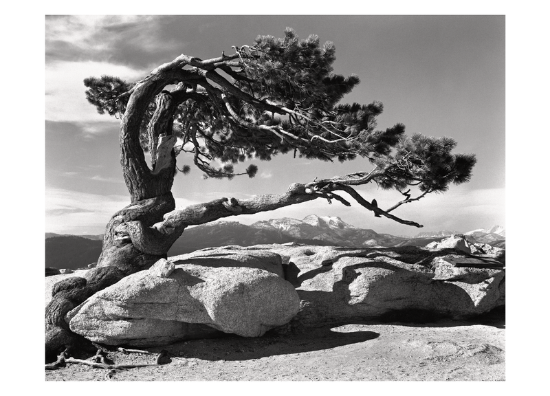 JEFFREY PINE - ANSEL ADAMS NOTE CARD