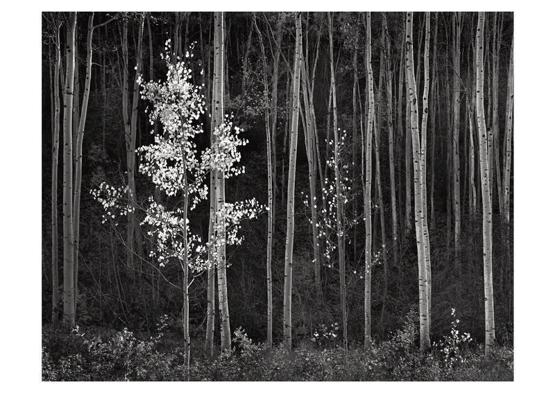 ASPENS (HORIZONTAL) - ANSEL ADAMS SMALL POSTCARD