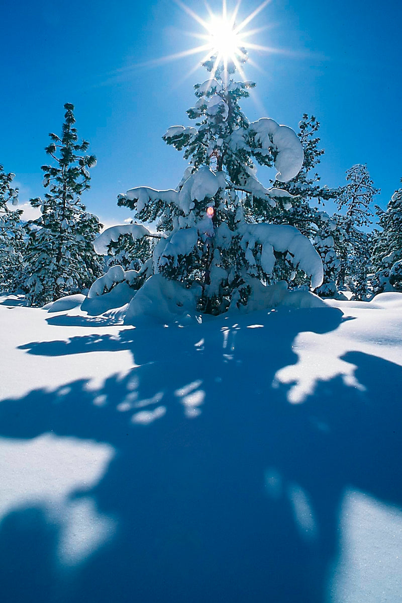 SUNBURST OVER A PINION PINE - STEPHEN INGRAM NOTE CARD