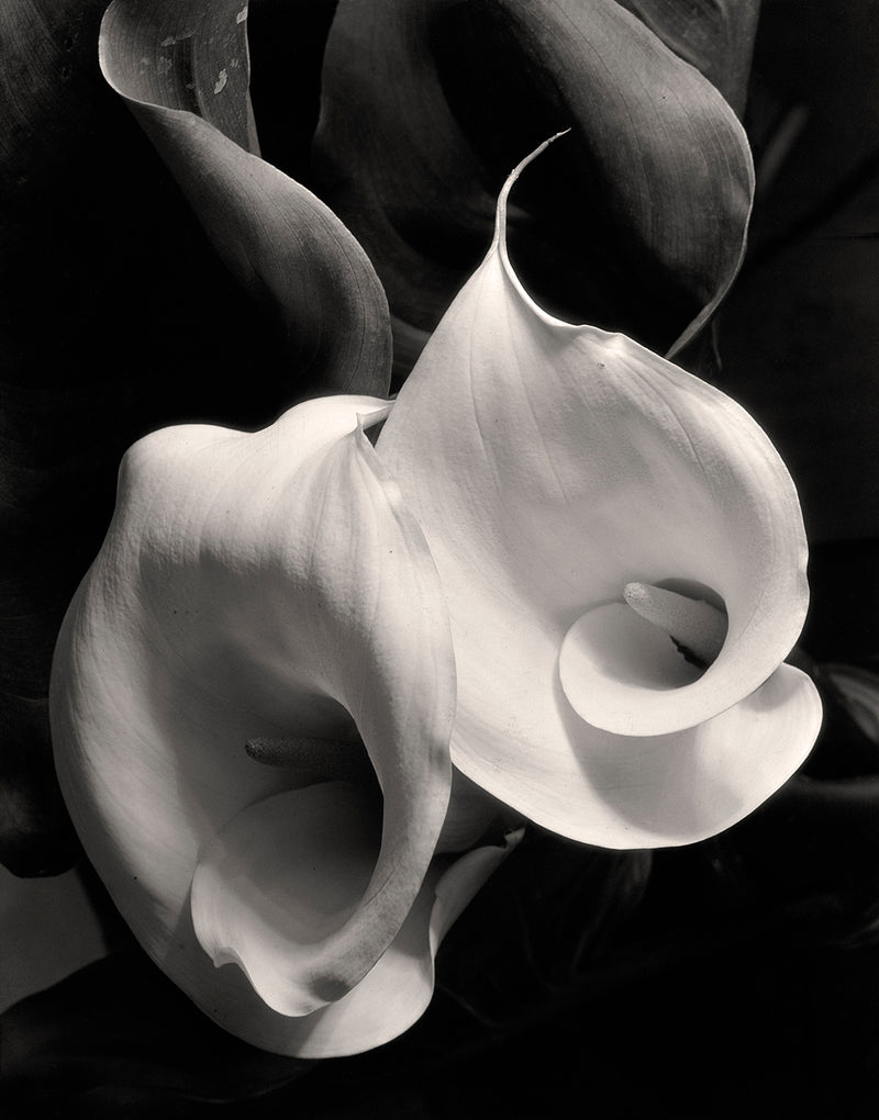 TWO CALLAS - IMOGEN CUNNINGHAM SMALL POSTCARD