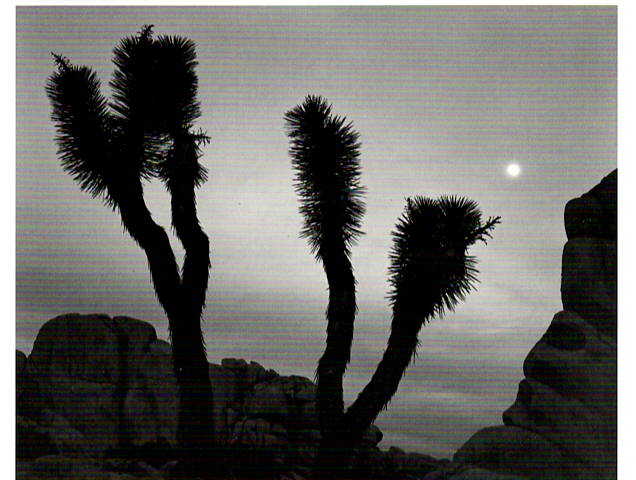 JOSHUA TREES & MOON - ANSEL ADAMS NOTE CARD