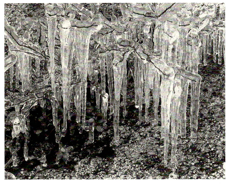 ICICLES - ANSEL ADAMS HOLIDAY CARD
