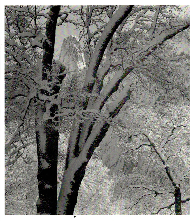 THE SENTINEL THROUGH TREES - ANSEL ADAMS NOTECARD