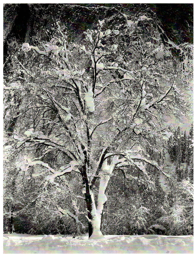 OAK TREE IN SNOW - ANSEL ADAMS NOTE CARD