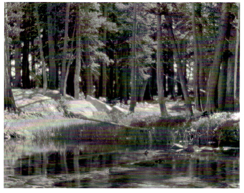 LODGEPOLE PINES - ANSEL ADAMS NOTE CARD