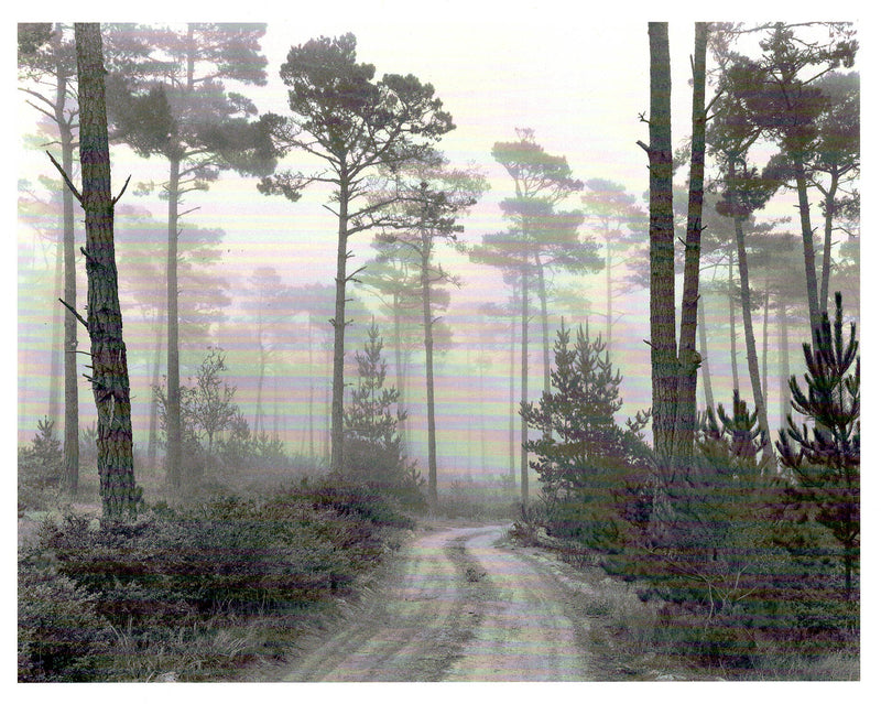 ROAD & FOG - ANSEL ADAMS NOTE CARD