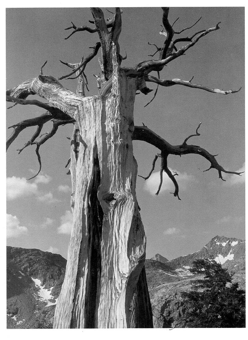 IN THE SIERRA NEVADA - ANSEL ADAMS SMALL POSTCARD