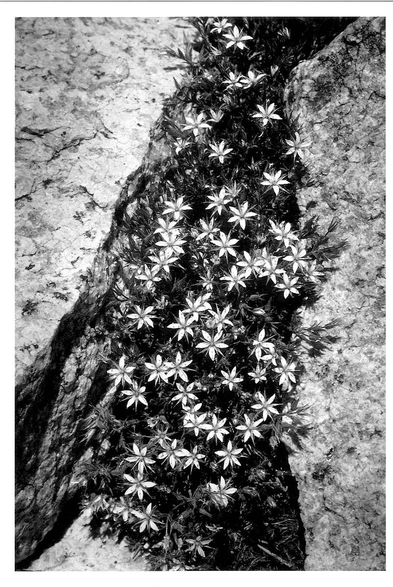 FLOWERS & ROCK - ANSEL ADAMS SMALL POSTCARD