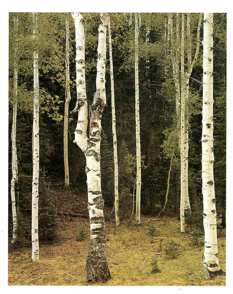 ASPENS, NORTH RIM - ANSEL ADAMS COLOR NOTE CARD