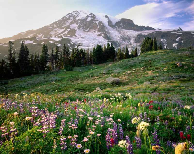 MT. RAINER - ALAN MAJCHROWICZ NOTE CARD