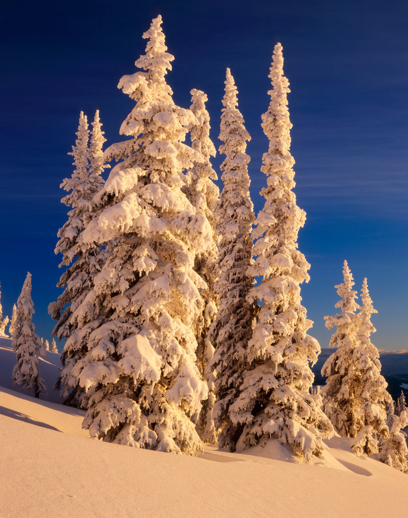 SNOW CLOAKED TREES - ALAN MAJCHROWICZ NOTE CARD