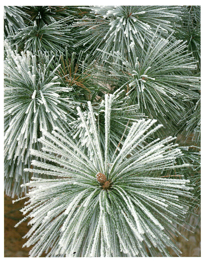 FROSTED PONDEROSA PINE - ALAN MAJCHROWICZ HOLIDAY CARD