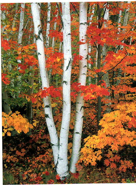 BIRCHES & MAPLES - JOSEPH KAYNE NOTE CARD