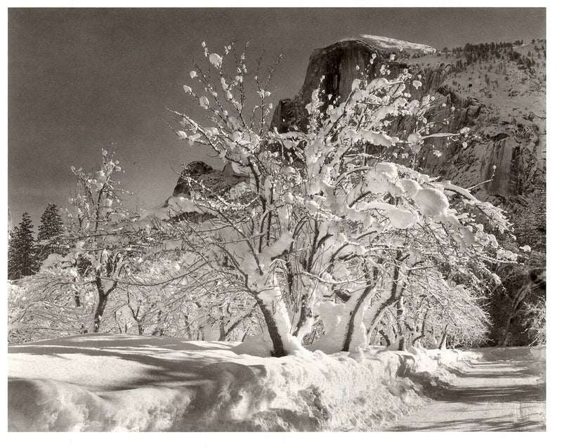 HALF DOME, APPLE ORCHARD - ANSEL ADAMS NOTECARD