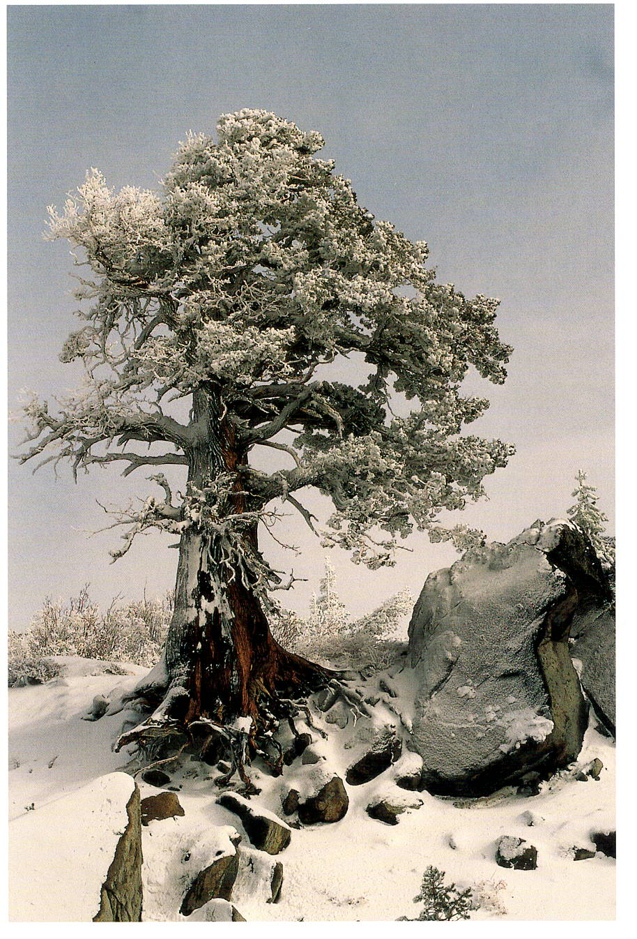 RYME ICE COVERED TREE - BARBARA BRUNDEGE HOLIDAY CARD