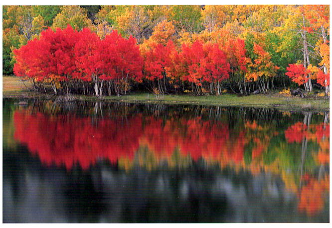 AUTUMN APSENS - BRENDA THARP NOTE CARD