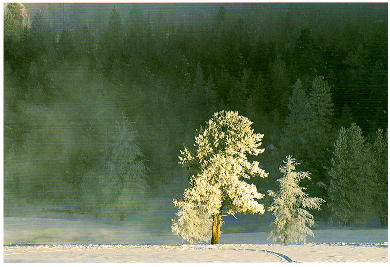 WINTER MORNING - BRENDA THARP NOTE CARD