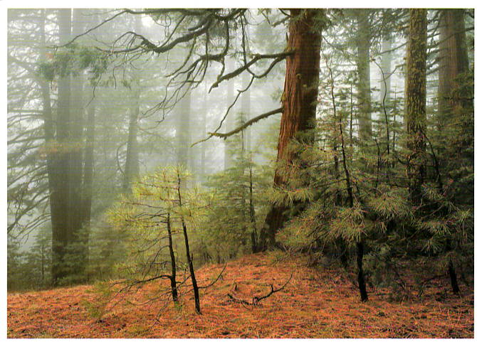 TREES IN FOG - CHARLES CRAMER NOTE CARD