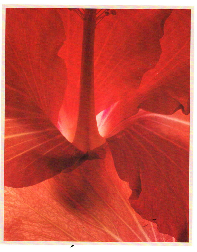 HIBISCUS - CAROL HENRY NOTE CARD