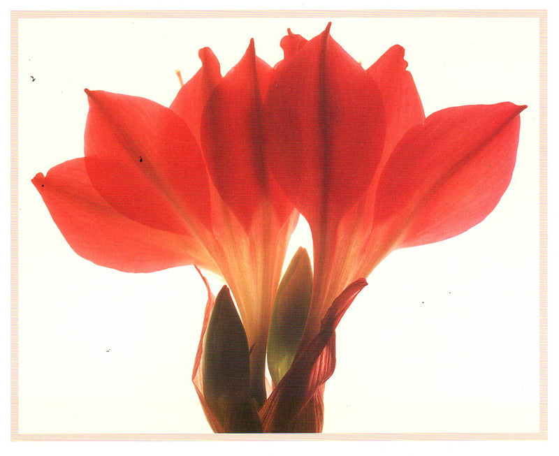 AMARYLLIS - CAROL HENRY NOTE CARD
