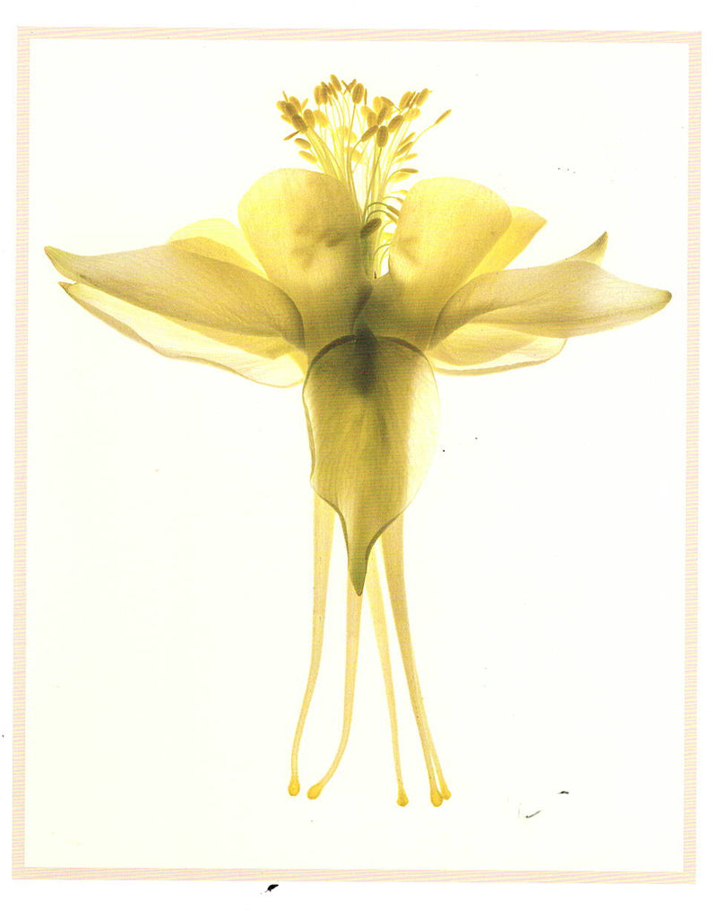 COLUMBINE - CAROL HENRY NOTE CARD