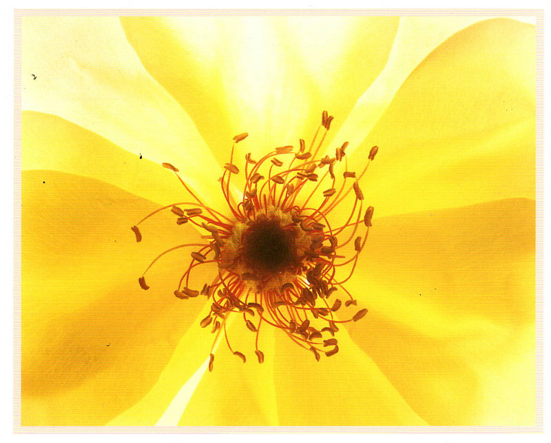 YELLOW ROSE - CAROL HENRY NOTE CARD