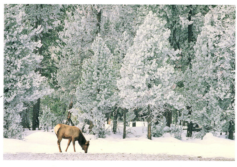 ELK FORAGING - JOSEPH KAYNE HOLIDAY CARD