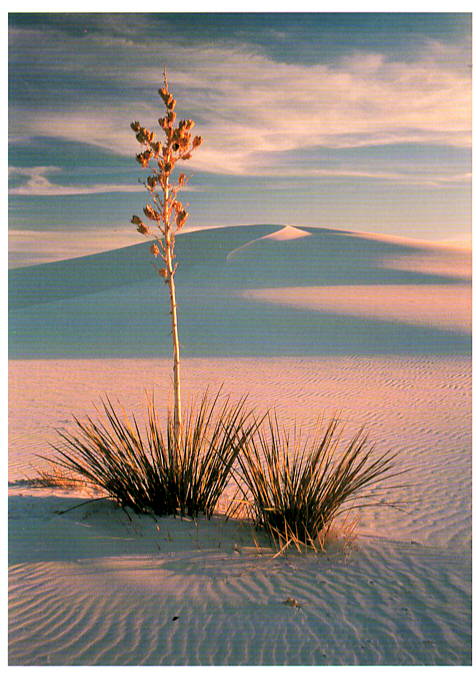 SOAPTREE YUCCA - MICHAEL FRYE NOTE CARD