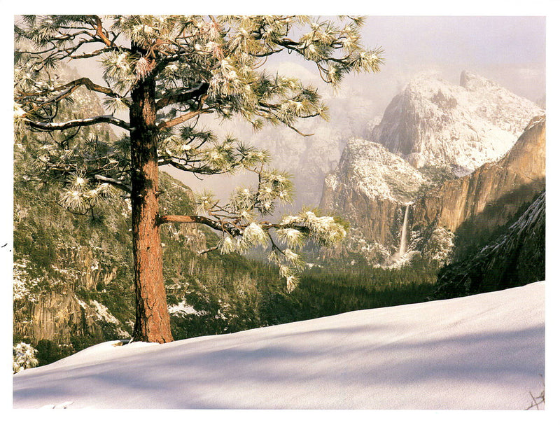 BRIDALVEIL FALL - MICHAEL FRYE NOTE CARD