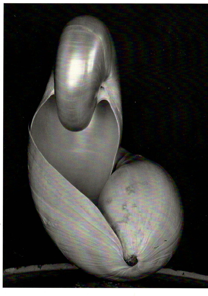 SHELLS, 1927 - EDWARD WESTON SMALL POSTCARD