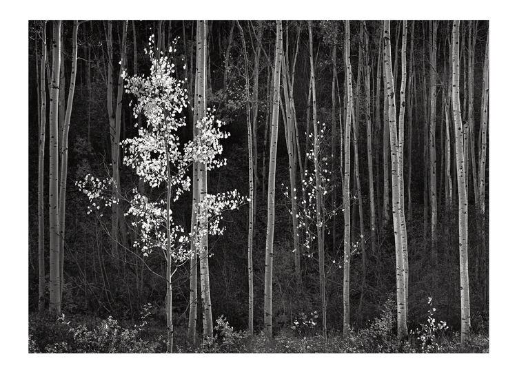 Ansel Adams Large Matted Reproductions (16" x 20")