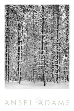 PINE FOREST IN SNOW - ANSEL ADAMS AUTHORIZED EDITION POSTER
