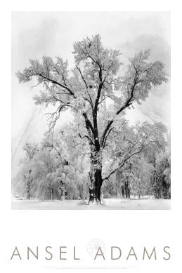 OAK TREE, SNOW STORM - ANSEL ADAMS AUTHORIZED EDITION POSTER