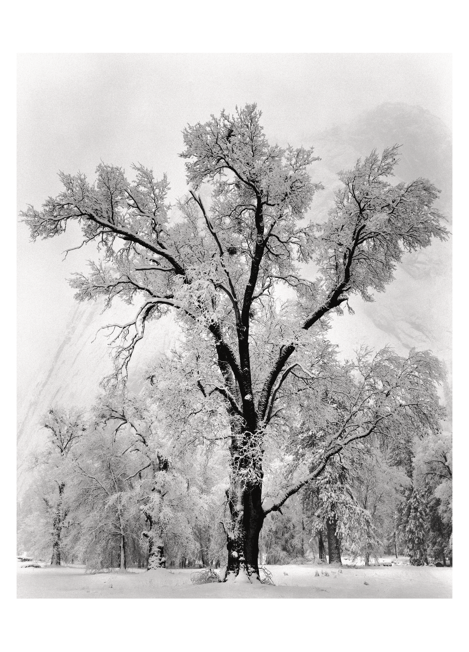 OAK TREE, SNOWSTORM - ANSEL ADAMS NOTE CARD