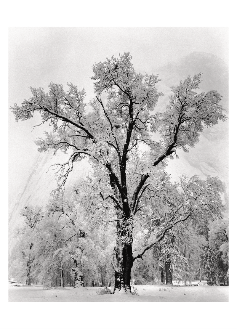 OAK TREE, SNOWSTORM - ANSEL ADAMS SMALL MATTED REPRODUCTION