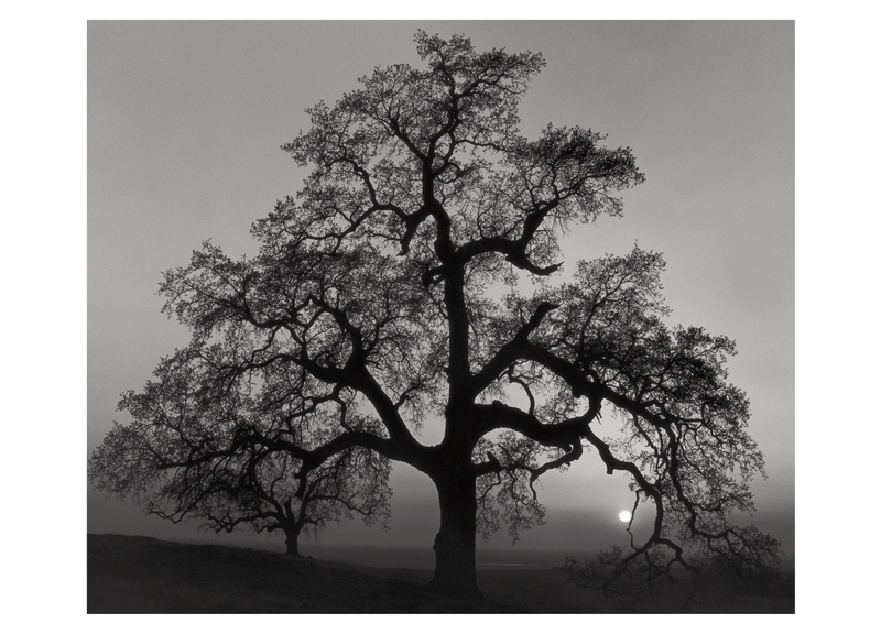 OAK TREE, SUNSET CITY - ANSEL ADAMS NOTE CARD