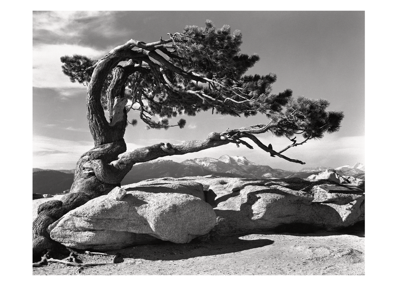 JEFFREY PINE - ANSEL ADAMS SMALL MATTED REPRODUCTION