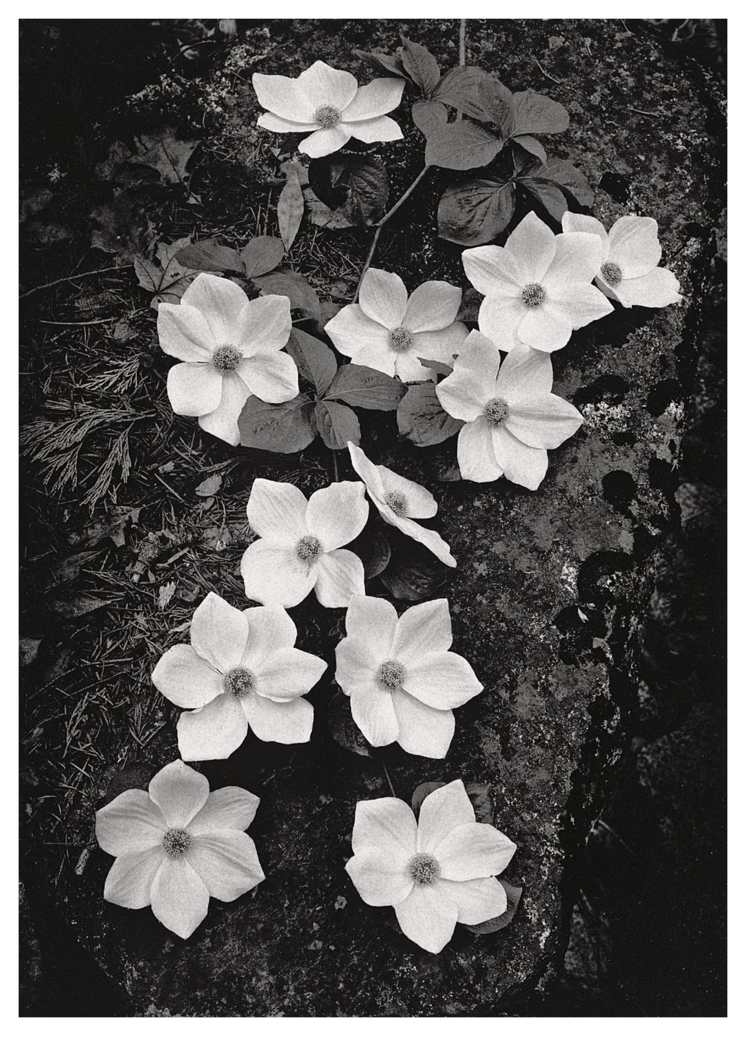 DOGWOOD BLOSSOMS - ANSEL ADAMS SMALL MATTED REPRODUCTION