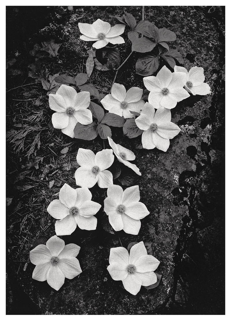 DOGWOOD BLOSSOMS - ANSEL ADAMS NOTE CARD