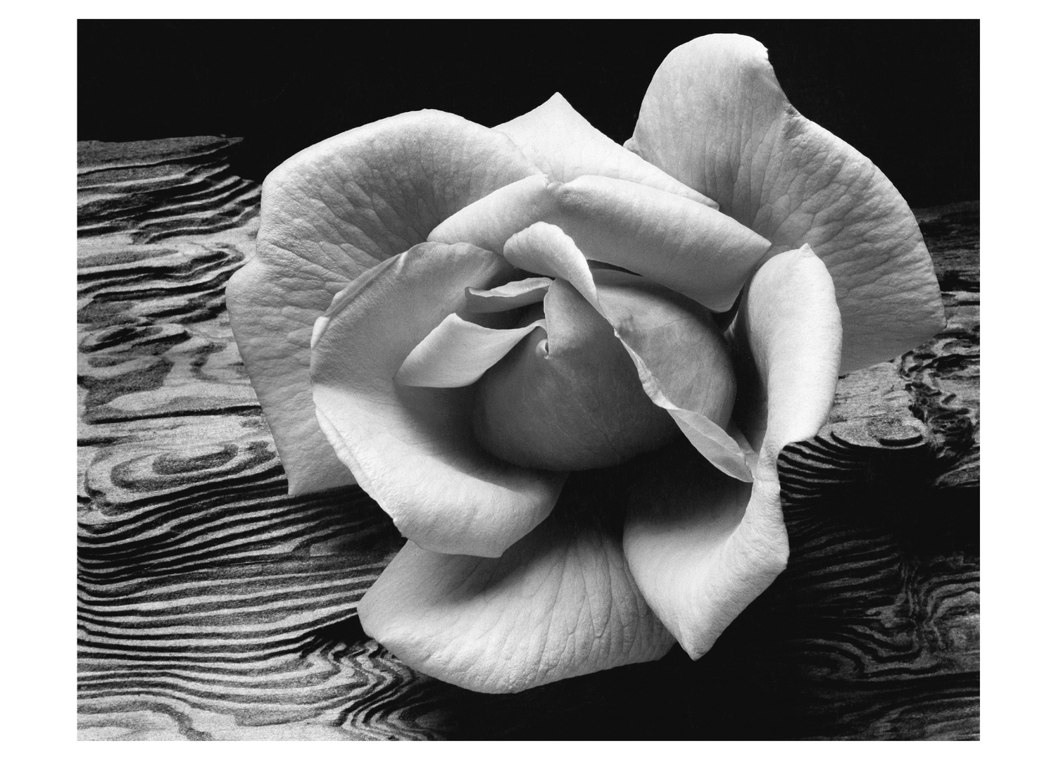 ROSE & DRIFTWOOD - ANSEL ADAMS SMALL MATTED REPRODUCTION