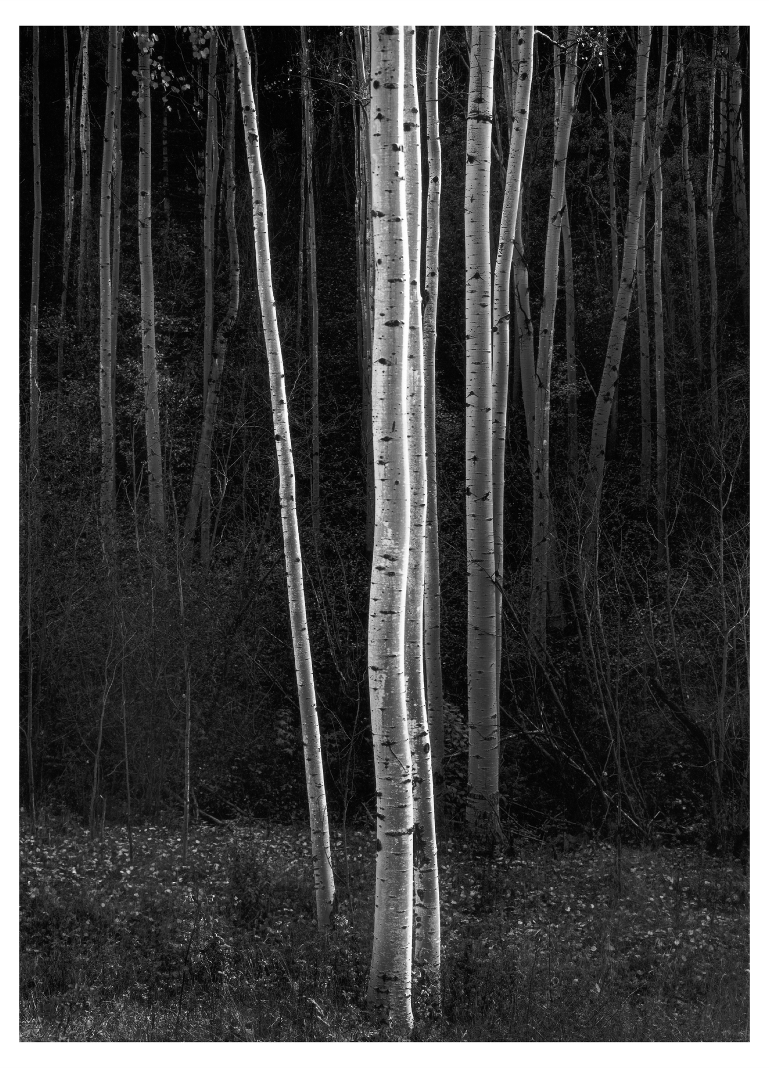 ASPENS (VERTICAL) - ANSEL ADAMS SMALL MATTED REPRODUCTION