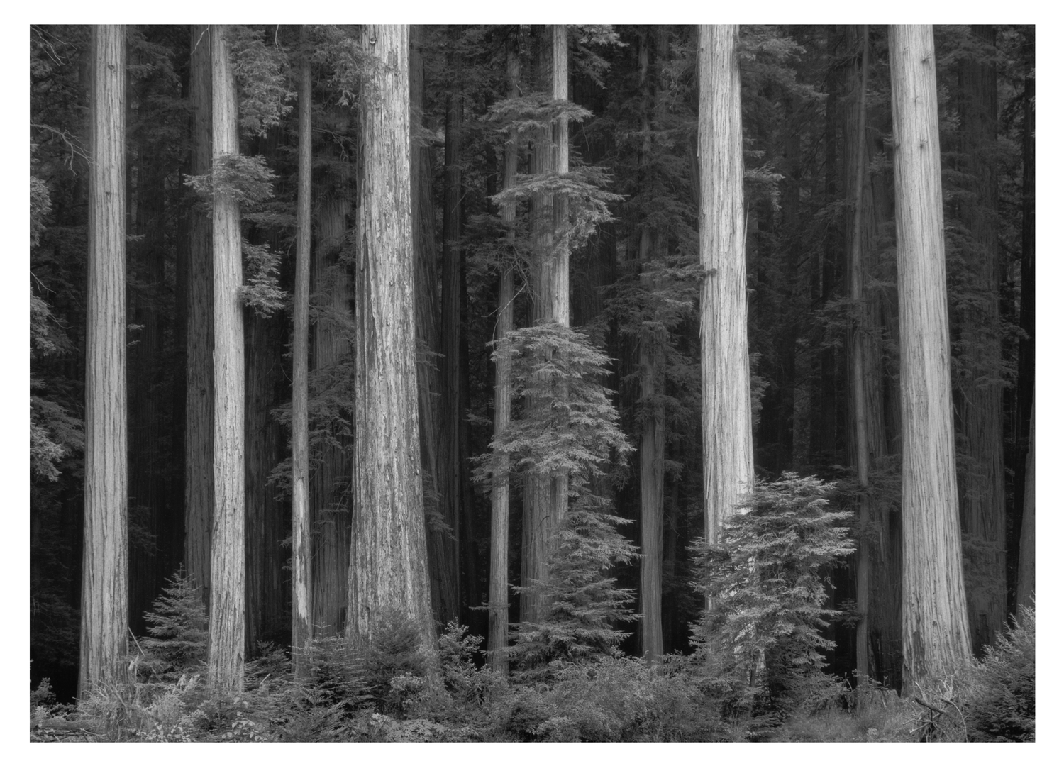 REDWOODS - ANSEL ADAMS SMALL MATTED REPRODUCTION
