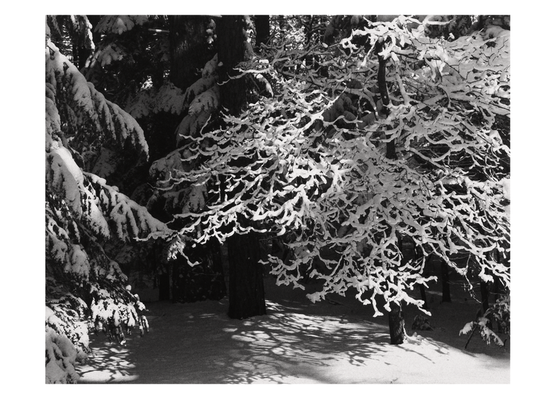 LACY BRANCHES - ANSEL ADAMS HOLIDAY CARD