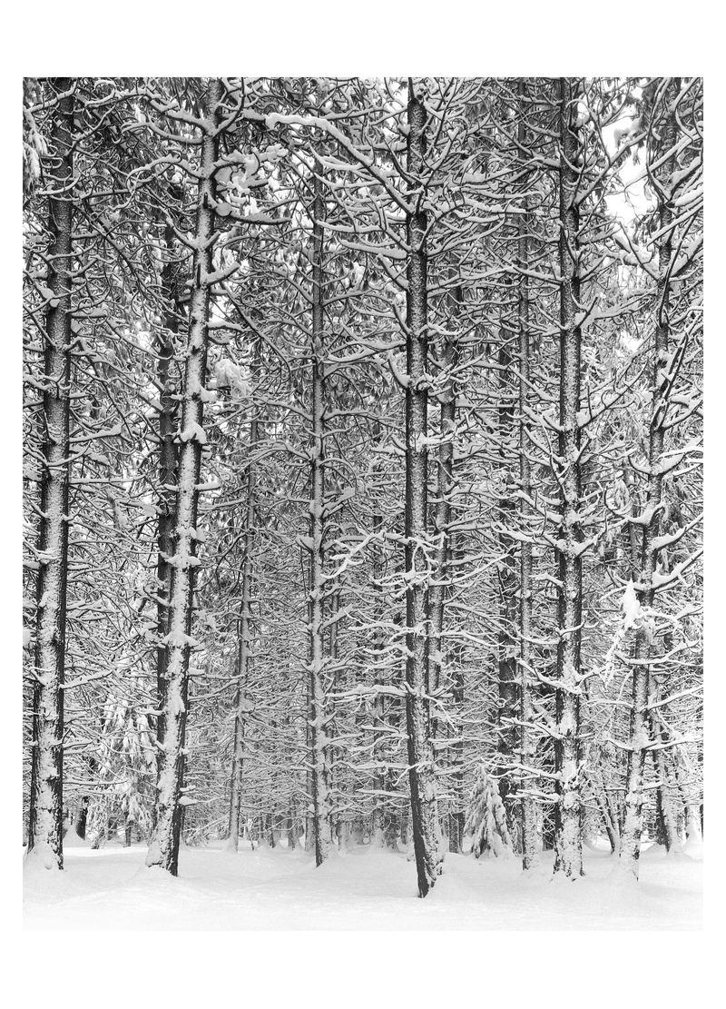 PINE FOREST IN SNOW - ANSEL ADAMS HOLIDAY CARD