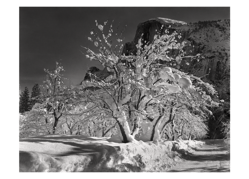 HALF DOME, APPLE ORCHARD - ANSEL ADAMS HOLIDAY CARD