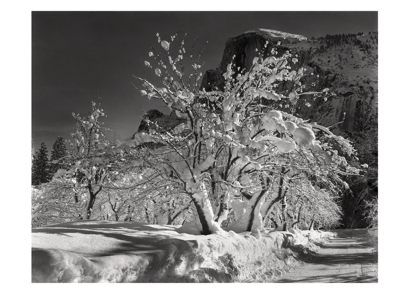HALF DOME, APPLE ORCHARD - ANSEL ADAMS SMALL MATTED REPRODUCTION