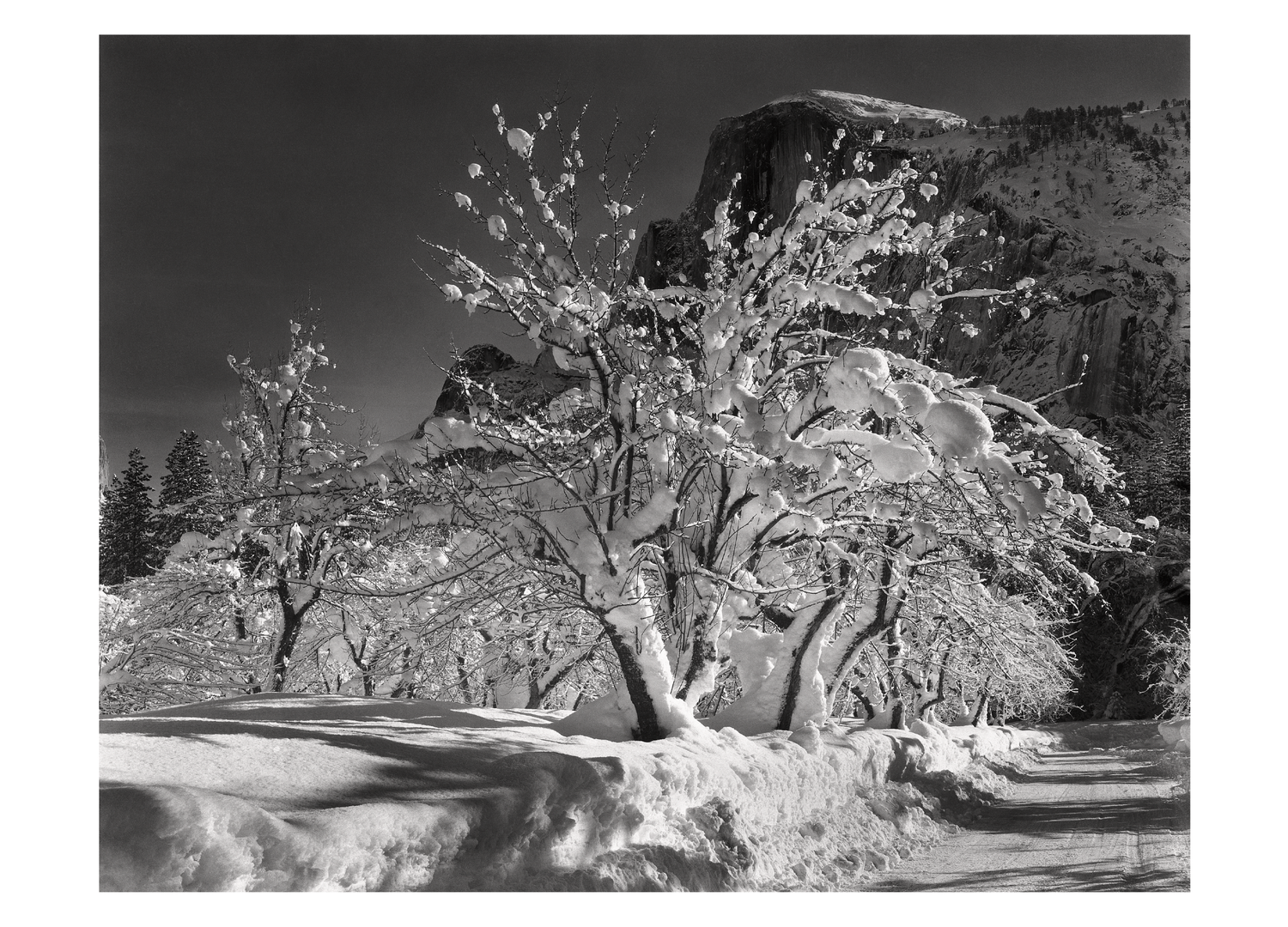 HALF DOME, APPLE ORCHARD - ANSEL ADAMS LARGE MATTED REPRODUCTION