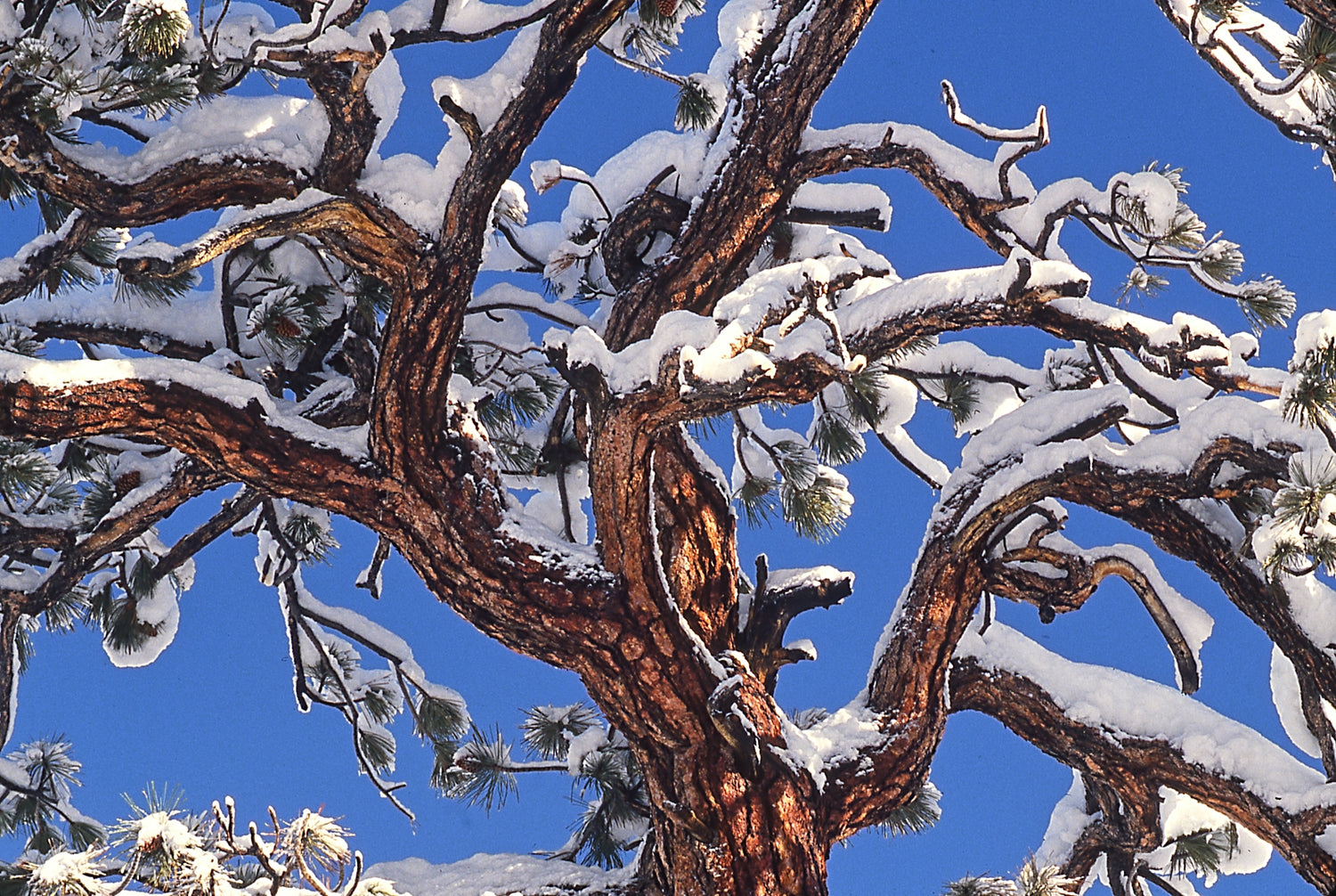 CANOPY OF JEFFREY PINE - STEPHEN INGRAM NOTE CARD